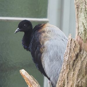 Eastern Grey-winged trumpeter (Psophia crepitans crepitans), 2022-05-26