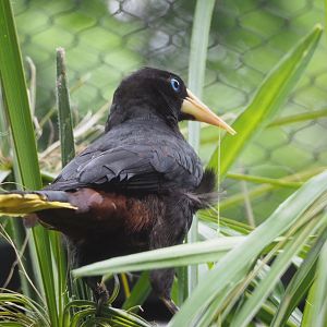 Crested oropendola (Psarocolius decumanus), 2022-05-26