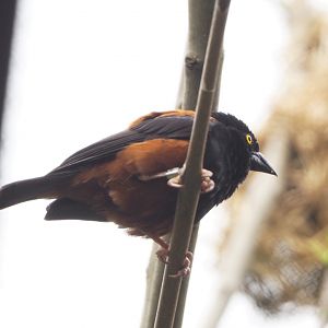 Chestnut-and-black weaver (Ploceus nigerrimus castaneofuscus) 2022-05-26