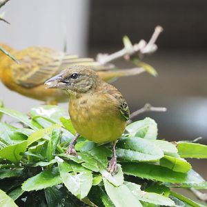 Female Village weaver (Ploceus cucullatus), 2022-05-26