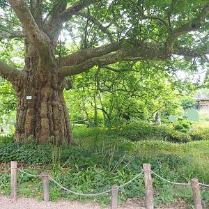 One of my favorite trees and garden areas at Zoo Antwerpen, 2022-05-26