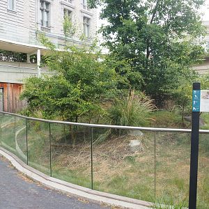 Dusky pademelon exhibit, 2022-05-26