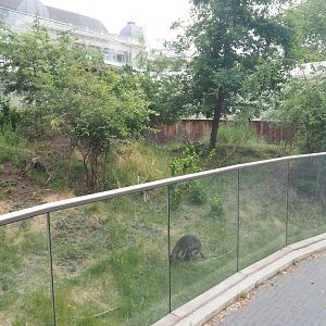 Dusky pademelon exhibit, 2022-05-26