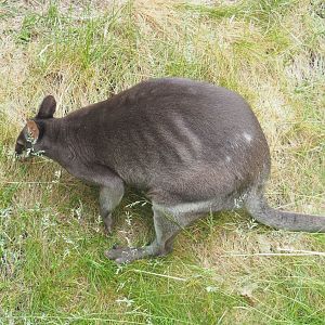Dusky pademelon (Thylogale brunii), 2022-05-26
