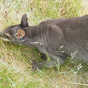 Dusky pademelon (Thylogale brunii), 2022-05-26