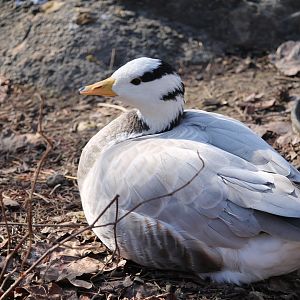 Bar-Headed Goose (Anser indicus)