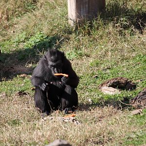 Sulawesi Crested Black Macaque (Macaca nigra)
