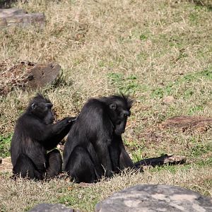 Sulawesi Crested Macaques