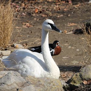 Trumpeter Swan