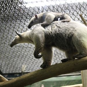 Mother and Baby Southern Tamandua (Tamandua tetradactyla)