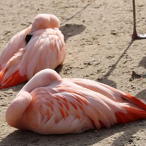 Chilean Flamingo (Phoenicopterus chilensis)