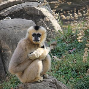 Northern White-cheeked gibbon (Hylobates leucogenys)