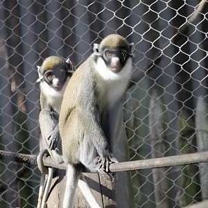 Lesser Spot Nosed Guenons (Cercopithecus petaurista)