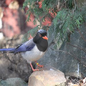 Red-Billed Blue Magpie (Urocissa erythroryncha)