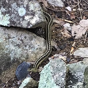 Wild Garter Snake