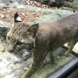 Bobcat