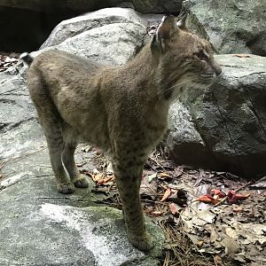Bobcat