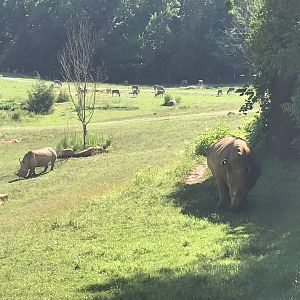 Rhino and Oryx on Watani Grasslands