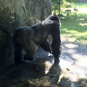 Mosuba showing what he thinks of me