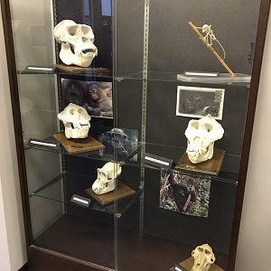 Skull Display Case in Stedman Building