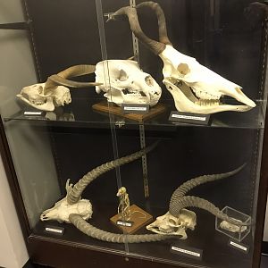 Skull Display Case in Stedman Building