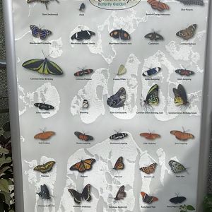 Butterfly Garden Species Signage