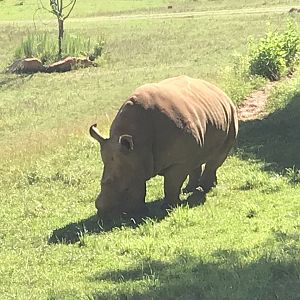 Abby with her nub horn