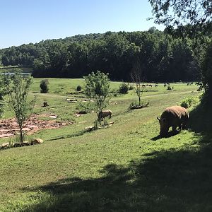 Rhinos and Oryx on Watani Grasslands