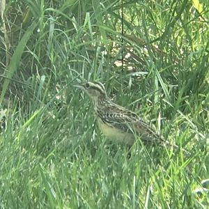 Eastern Meadowlark
