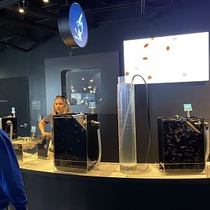 New BABIES exhibit; Jelly fish culture lab