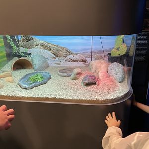 New BABIES exhibit; California Desert Tortoise terrarium