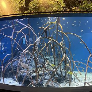 New BABIES exhibit; Juvenile fish mangrove tank