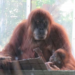Sumatran orangutans