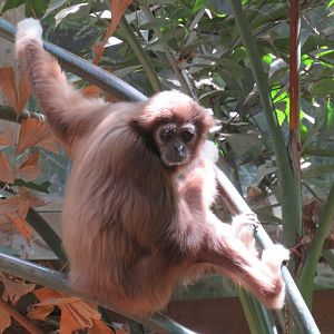 White-handed gibbon