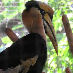 Great hornbill