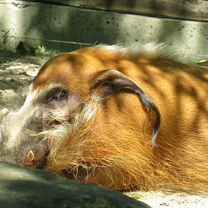 Red river hog