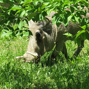 Common warthog