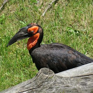 Southern ground hornbill