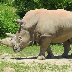 White rhinoceros