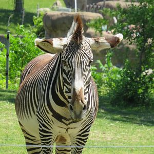 Grevy's zebra
