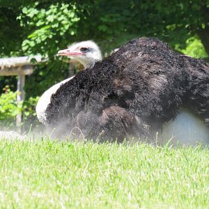 Male ostrich taking a dust bath