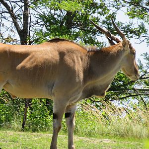 Common eland