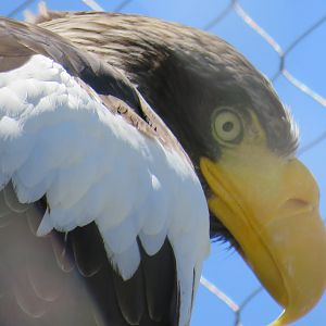Steller's sea eagle
