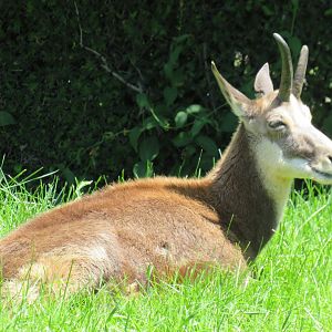 Chamois