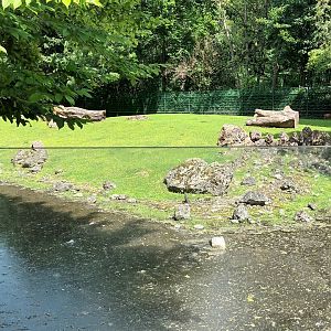Reeves Muntjac and Golden Takin Enclosure