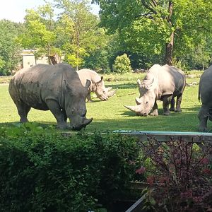 Southern white Rhinos