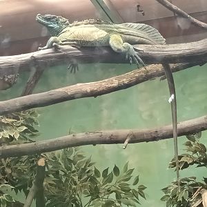 Reptile House Sailfin Lizard