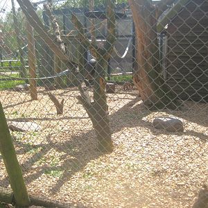 Odsherred Zoo - Capuchin monkey exhibit