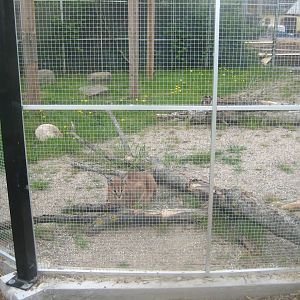 Odsherred Zoo - Caracal exhibit