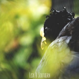 Daubenton's Curassow